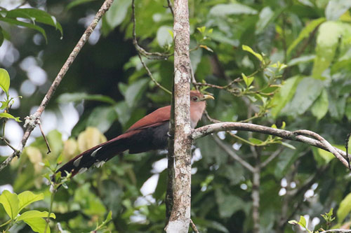 Squirrel Cuckoo